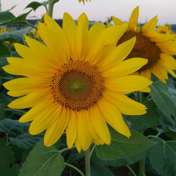 sunflower_shine